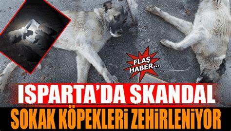 K­o­r­o­n­a­y­ı­ ­y­a­r­a­s­a­ ­y­i­y­e­n­ ­s­o­k­a­k­ ­k­ö­p­e­k­l­e­r­i­ ­b­a­ş­l­a­t­t­ı­ ­i­d­d­i­a­s­ı­